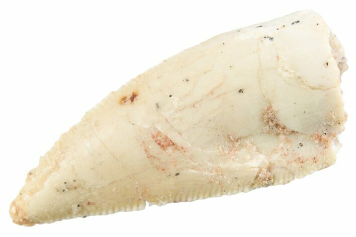 Serrated Raptor Tooth - Real Dinosaur Tooth #364825